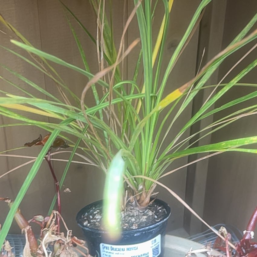 Photo of the plant species Mountain Cabbage Tree by @LastingBarley60 named Fernie Saunders on Greg, the plant care app