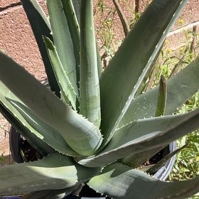 Photo of the plant species Caribbean Agave by @PatientRoselle named Doja Cat on Greg, the plant care app