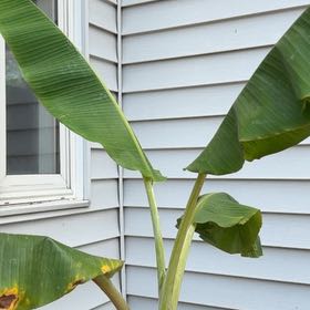 Photo of the plant species Blue Java Banana Tree by @JennyC named Blue Java Banana Tree on Greg, the plant care app