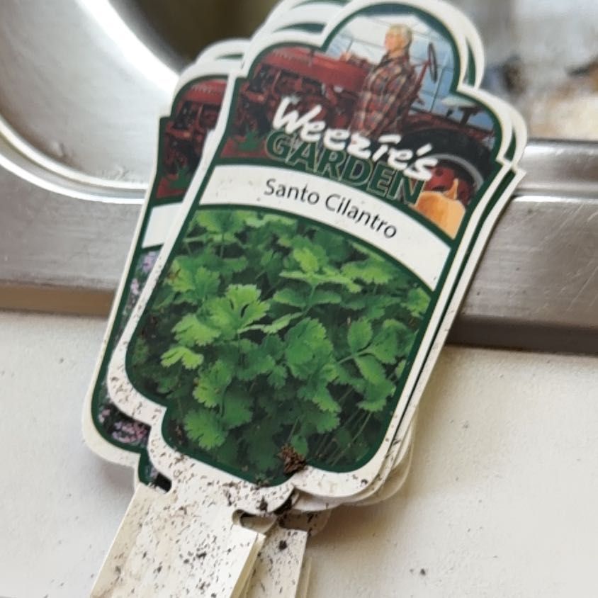 Photo of the plant species Cilantro 'Santo' by @JennyC named Cilantro on Greg, the plant care app
