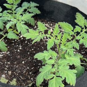 Photo of the plant species Currant Tomato by @JennyC named Lemon Cherry Tomato on Greg, the plant care app