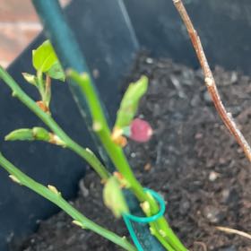 Photo of the plant species Vaccinium Myrtillus by @PimsGreens named Achilles on Greg, the plant care app