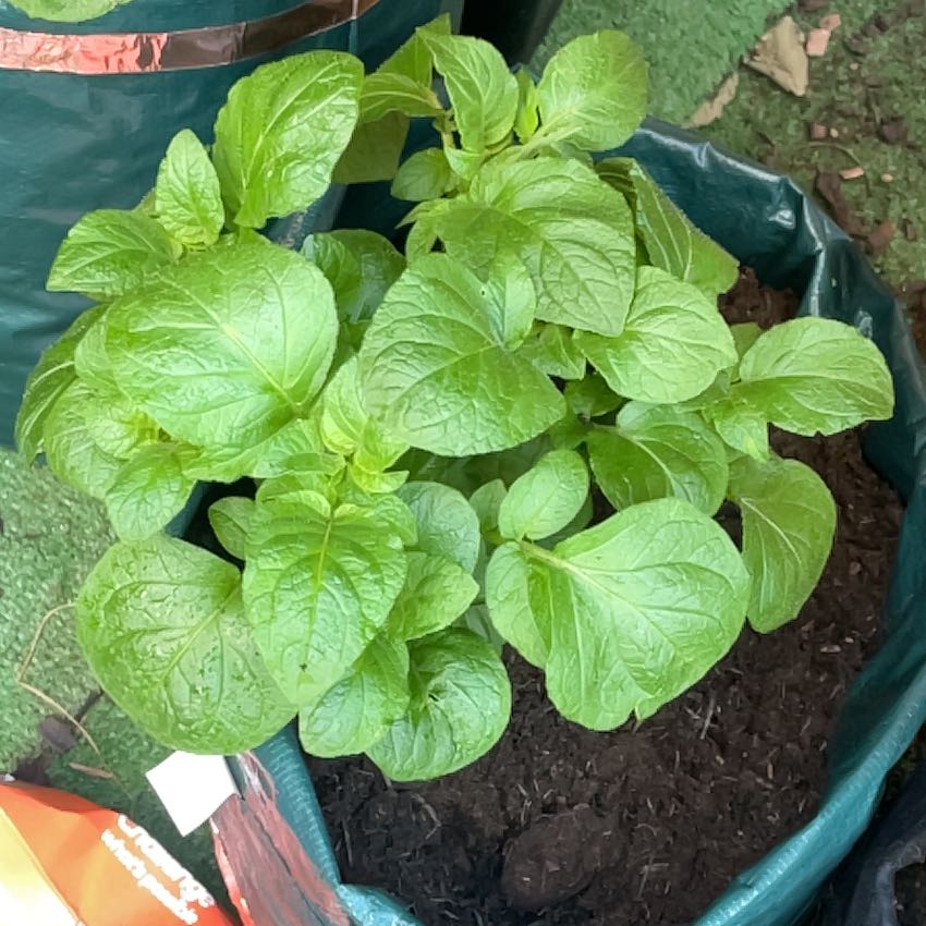 Photo of the plant species Potato by @PimsGreens named Sir Plancelot on Greg, the plant care app