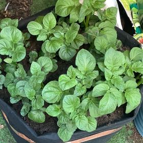 Photo of the plant species Potato by @PimsGreens named Winston on Greg, the plant care app