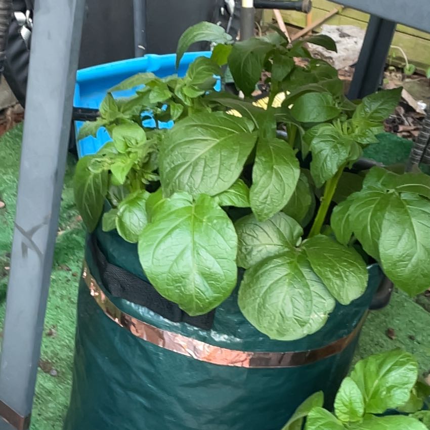 Photo of the plant species Potato by @PimsGreens named Darwin on Greg, the plant care app