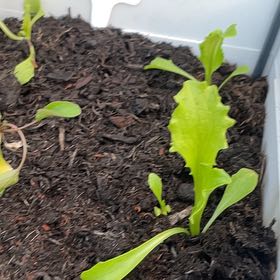 Photo of the plant species Garden Lettuce by @PimsGreens named Emerson on Greg, the plant care app