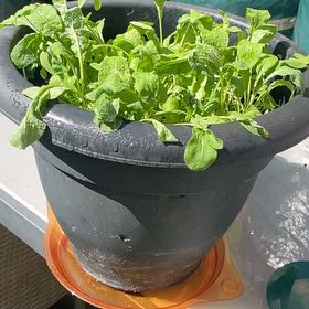 Photo of the plant species Garden Rocket by @PimsGreens named McKinley on Greg, the plant care app