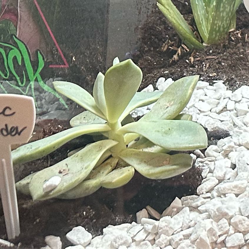 Photo of the plant species Echeveria 'Lilac Wonder' by @EarnestAgave49 named Willow on Greg, the plant care app