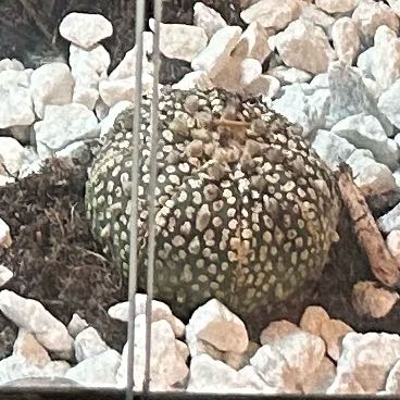 Photo of the plant species sanddollar cactus by @EarnestAgave49 named Pinkie on Greg, the plant care app