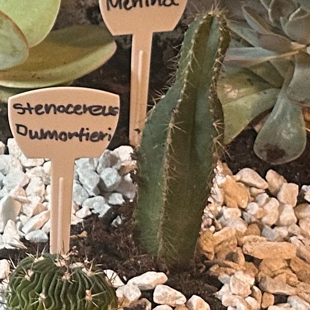 Photo of the plant species Dumortier's Cactus by @EarnestAgave49 named Lebron on Greg, the plant care app