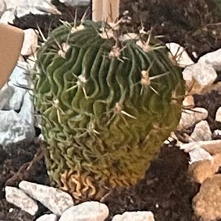 Photo of the plant species Brain Cactus by @EarnestAgave49 named The Brain on Greg, the plant care app