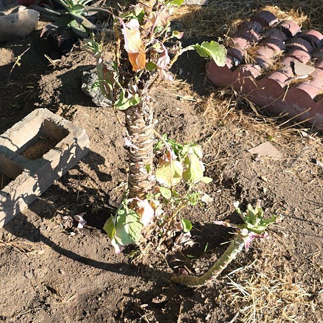 Photo of the plant species Tree Collard by @SnappyTagetes65 named Elina on Greg, the plant care app