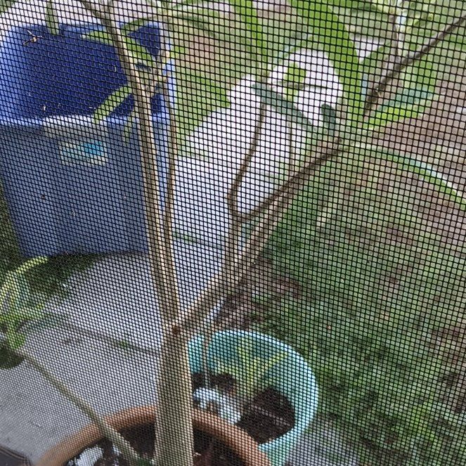 Photo of the plant species Black Olive Tree by @KookyWoreya26 named Stella on Greg, the plant care app