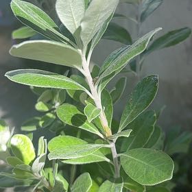 Photo of the plant species Karo by @DelectableIvy88 named Gomez on Greg, the plant care app