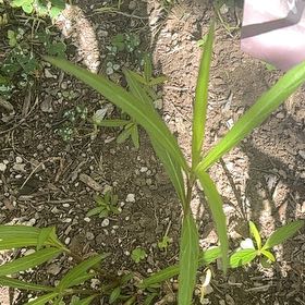 Photo of the plant species Mexican Bluebell by @DelectableIvy88 named James Dean on Greg, the plant care app