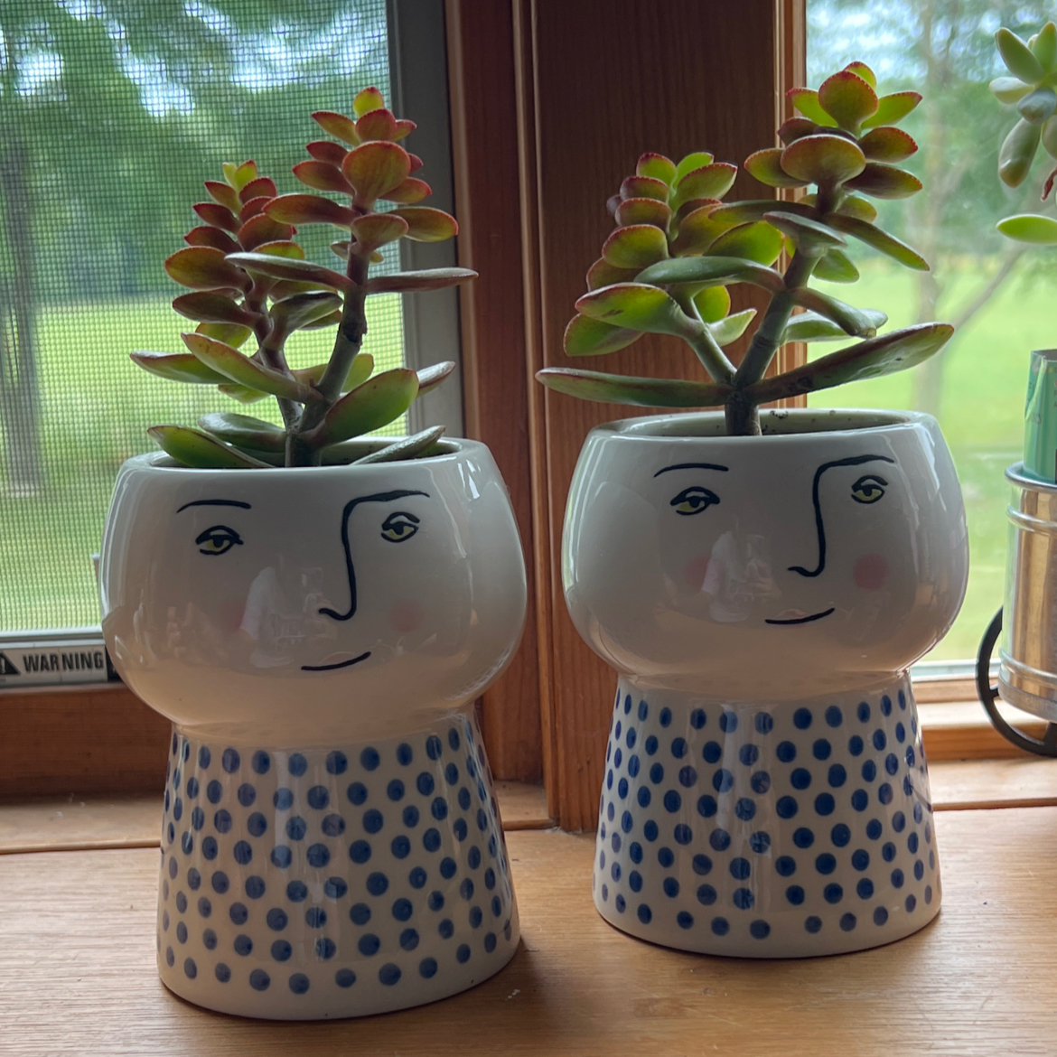 Lucky Plant plant photo by @SpiffyHam named Jen & Judy on Greg, the plant care app.