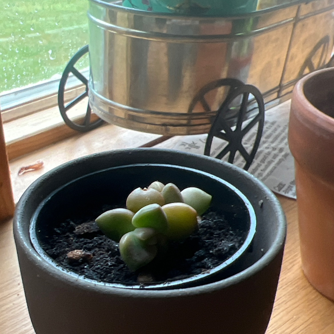 Photo of the plant species Graptosedum 'California Sunset' by @SpiffyHam named Jade on Greg, the plant care app