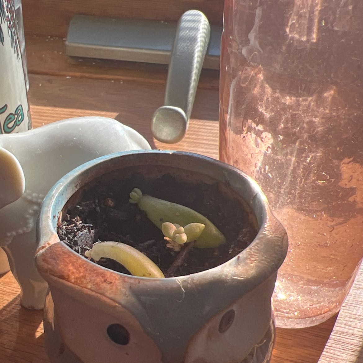 Graptosedum 'Francesco Baldi' succulent in an owl-shaped pot with visible soil.