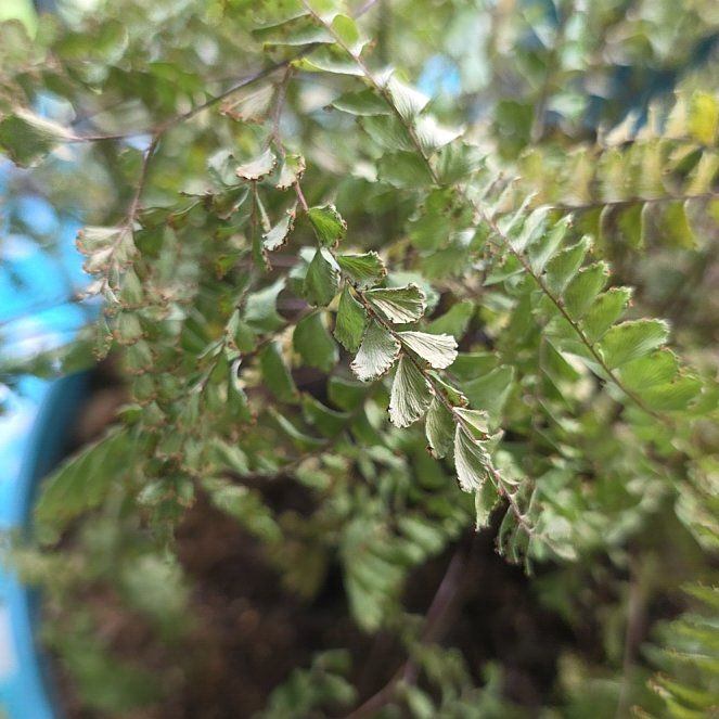 Photo of the plant species Bronze Venus Fern by @krislhug14 named Duke on Greg, the plant care app