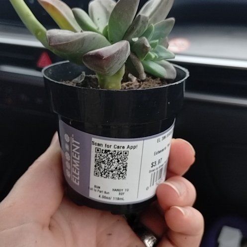 Photo of the plant species Echeveria 'Red Licorice' by @RespectableNeem named Red boy on Greg, the plant care app