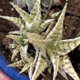 Photo of the plant species Aloe Hybrid by @VipWoodruff41 named Blizzard on Greg, the plant care app