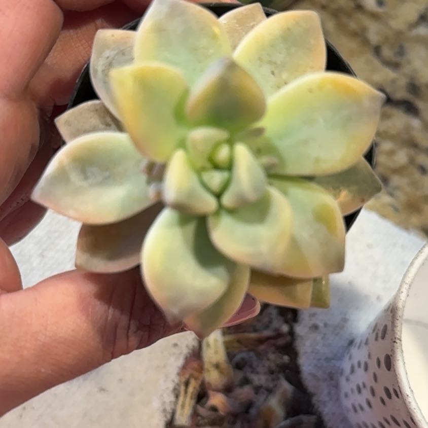 Photo of the plant species Graptopetalum paraguayense 'Jester' by @VipWoodruff41 named Sanders on Greg, the plant care app