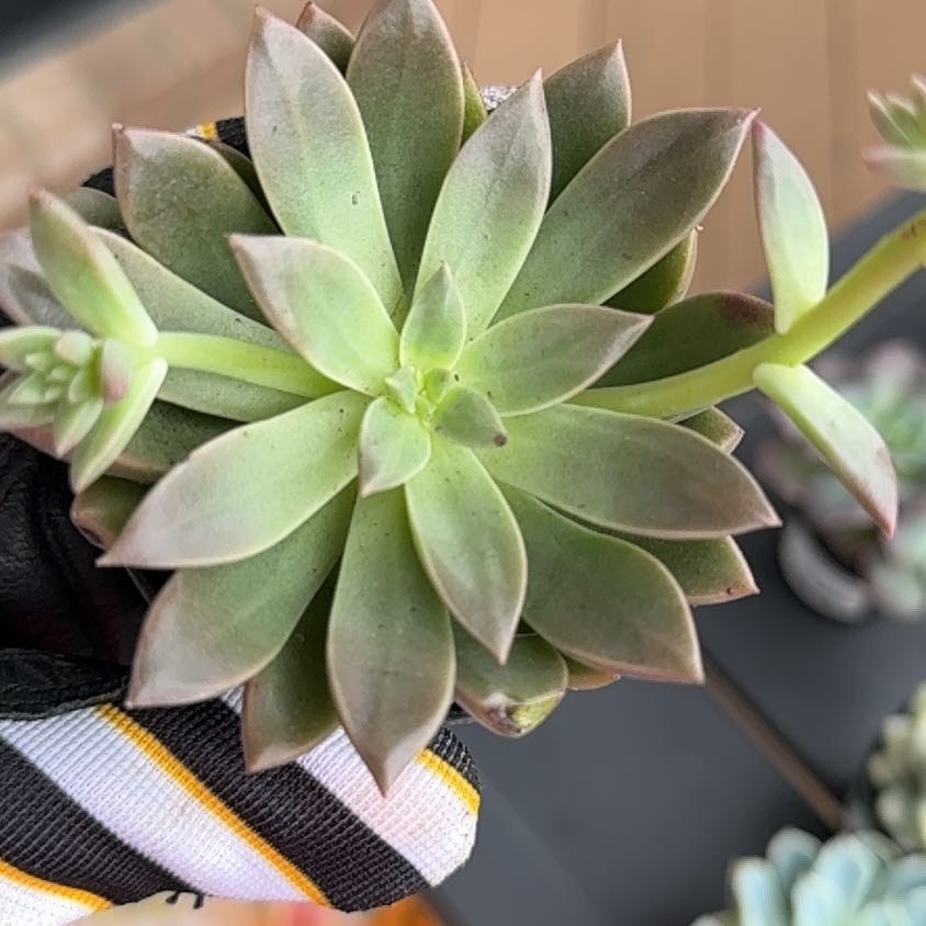 Photo of the plant species Graptoveria 'April Dawn' by @VipWoodruff41 named Bodhi on Greg, the plant care app