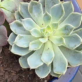 Photo of the plant species Echeveria by @VipWoodruff41 named Bella on Greg, the plant care app