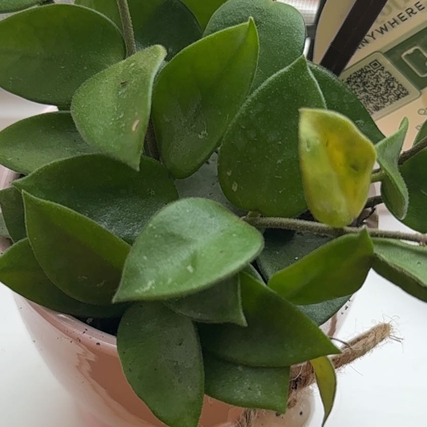 Photo of the plant species Hoya Hybrid by @VipWoodruff41 named Cleopatra on Greg, the plant care app