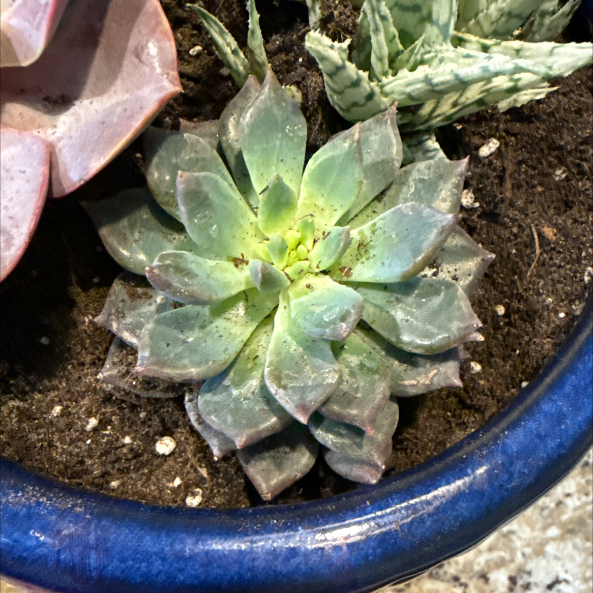 Photo of the plant species Sedeveria 'Dark Elf' by @VipWoodruff41 named Mollie on Greg, the plant care app