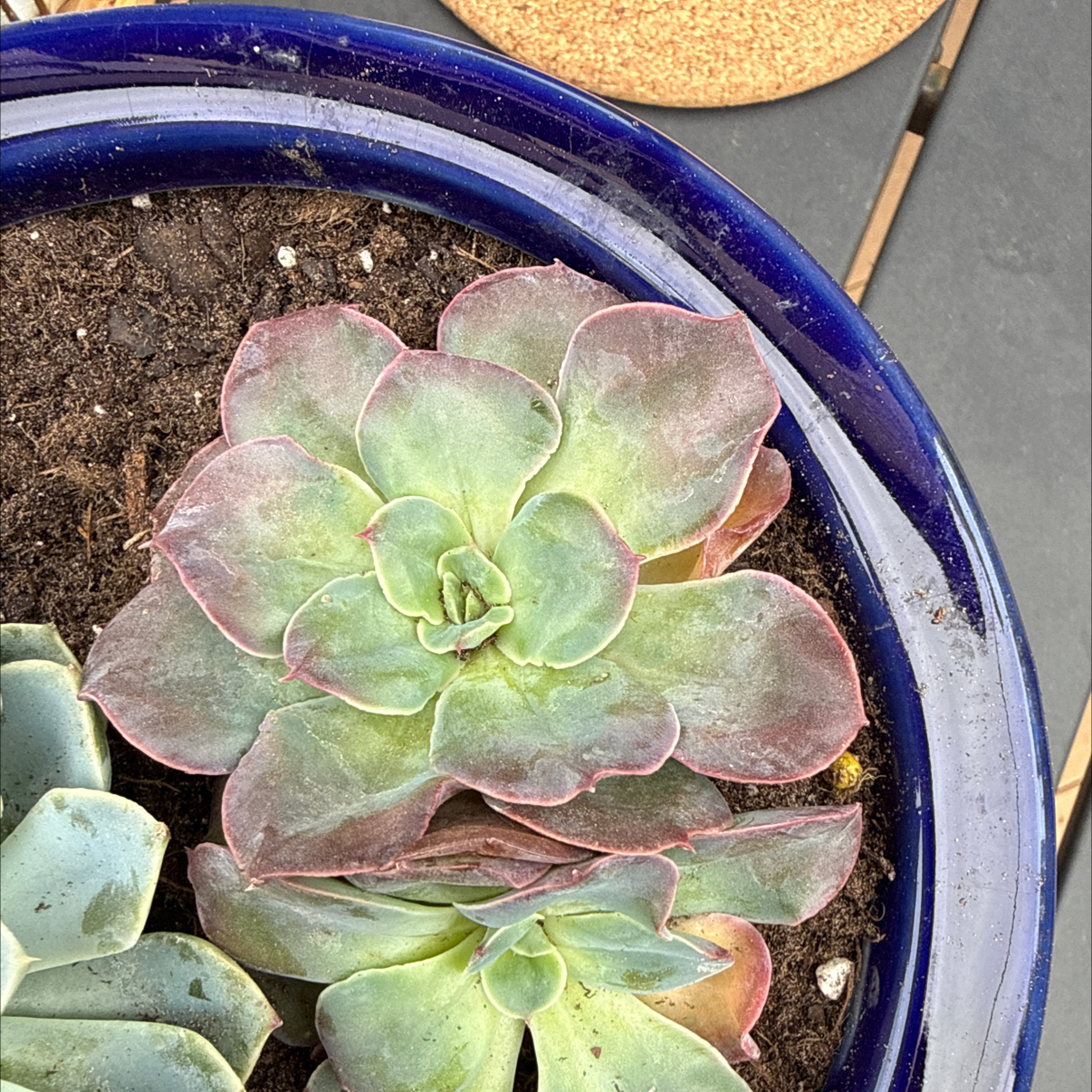 Photo of the plant species Echeveria 'Rico' by @VipWoodruff41 named Homer on Greg, the plant care app