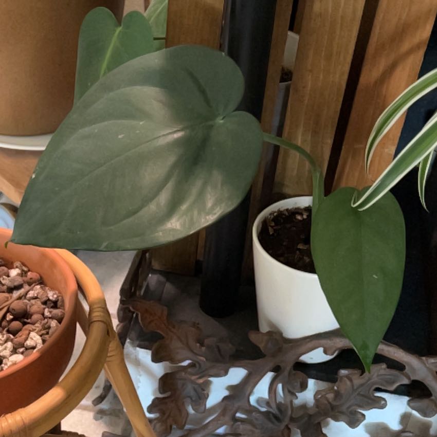 Photo of the plant species Syngonium chiapense by @sad named Harmony on Greg, the plant care app