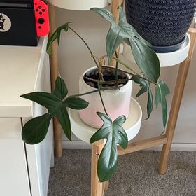 Photo of the plant species Horsehead Philodendron by @sad named Pax on Greg, the plant care app