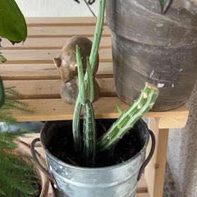 Photo of the plant species Arizona Queen-of-the-Night by @sad named Walt on Greg, the plant care app
