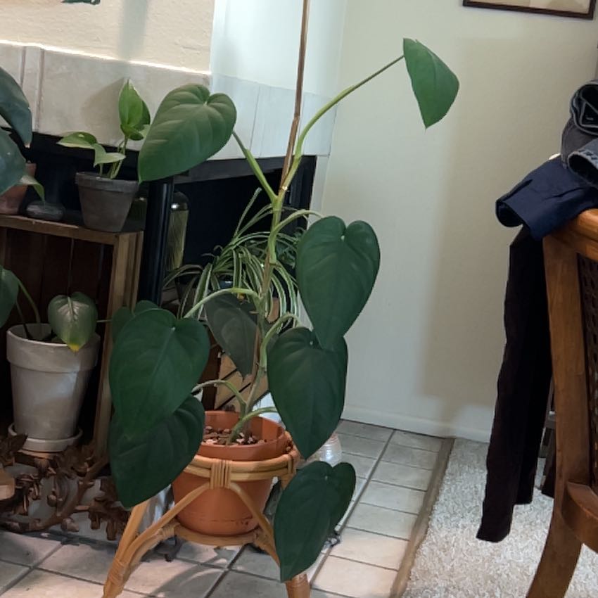 Photo of the plant species Syngonium chiapense by @sad named Charlotte on Greg, the plant care app