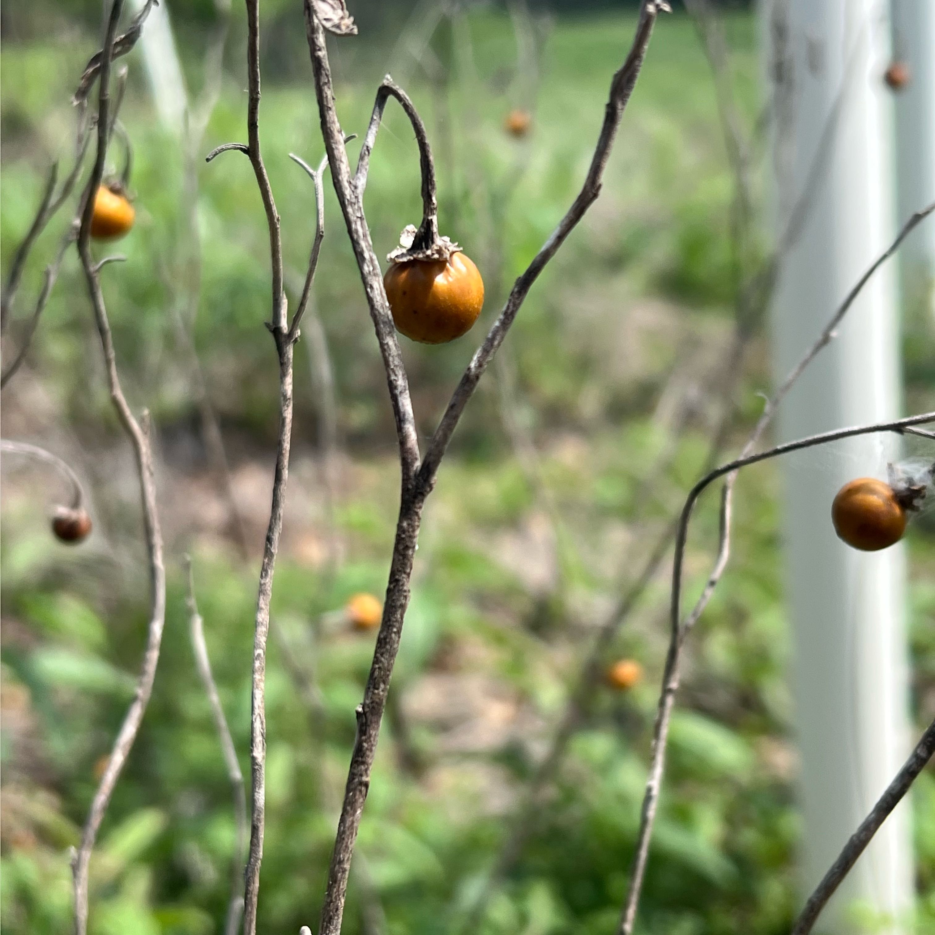 Photo of the plant species Carolina Horsenettle by @TryDropwort8 named Bigleef Smalls on Greg, the plant care app