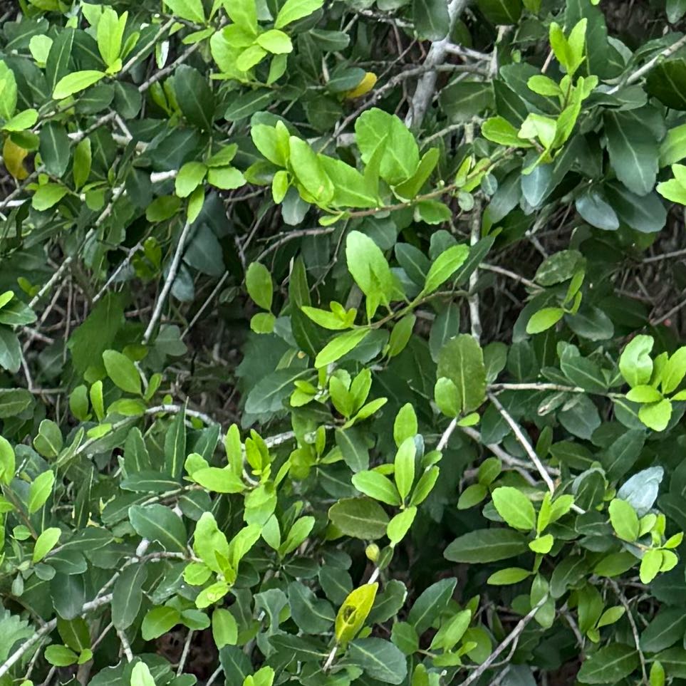 Photo of the plant species Yaupon by @TryDropwort8 named Sherlock on Greg, the plant care app