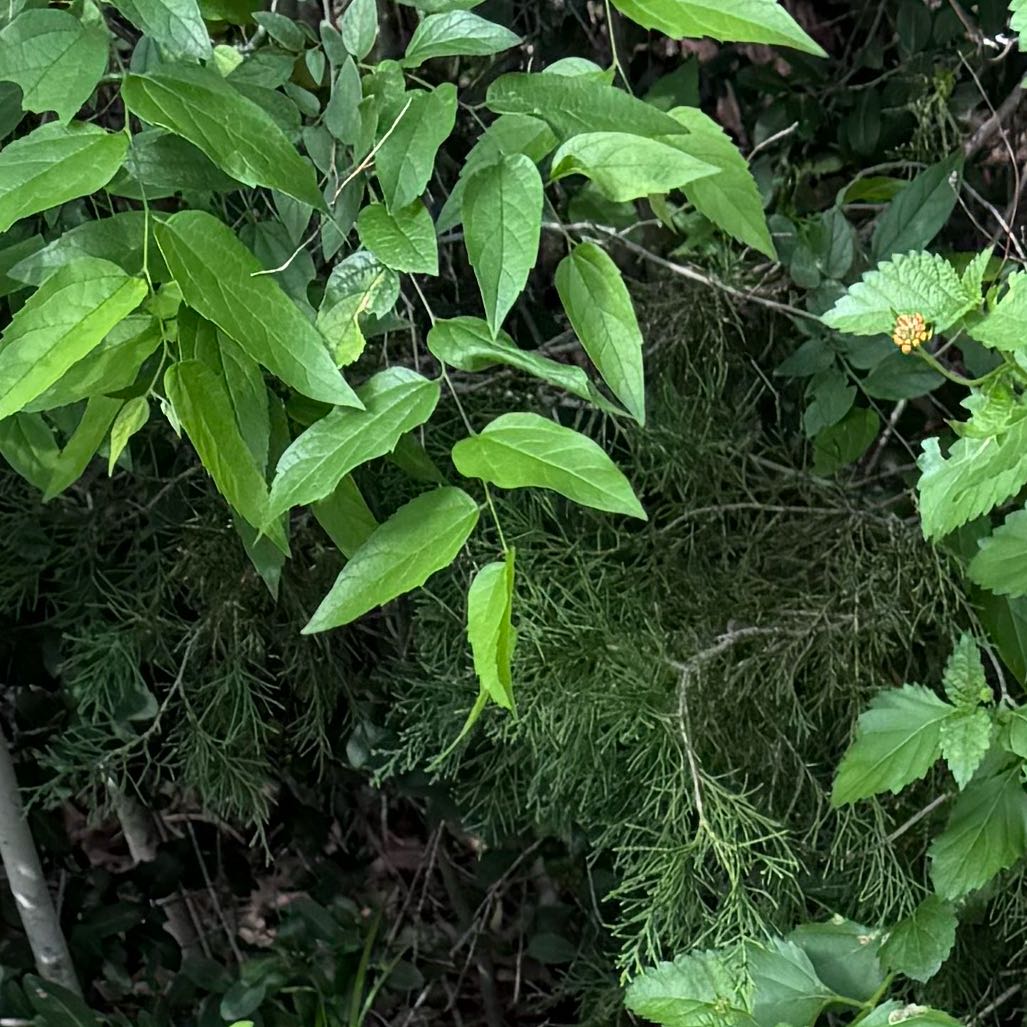 Photo of the plant species Black Swallow-Wort by @TryDropwort8 named Kobe on Greg, the plant care app