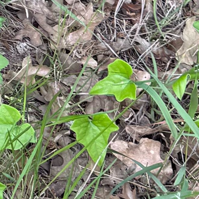Photo of the plant species Carolina Moonseed by @TryDropwort8 named Fernie Saunders on Greg, the plant care app