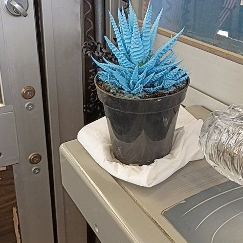 Photo of the plant species Kosmik Kaktus Asst. by @BigMango7 named Stitch How on Greg, the plant care app