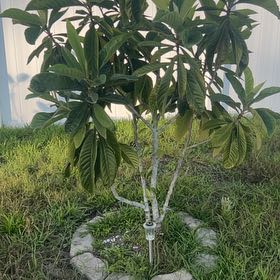 Photo of the plant species Japanese Medlar by @UltraFicus89 named Muhammad Ali on Greg, the plant care app