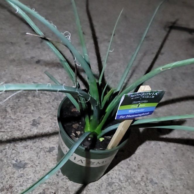 Photo of the plant species Mellow Yellow Yucca by @lsdknox named Sahara on Greg, the plant care app