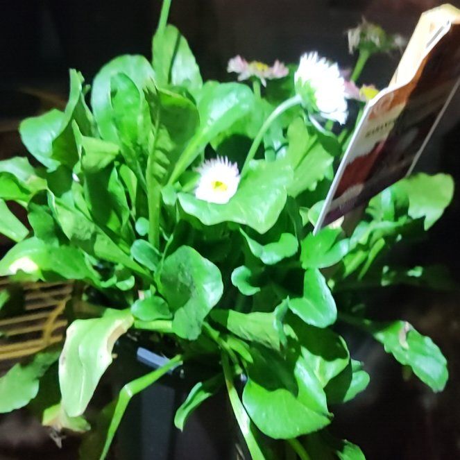 Photo of the plant species Daisy by @lsdknox named Pax on Greg, the plant care app