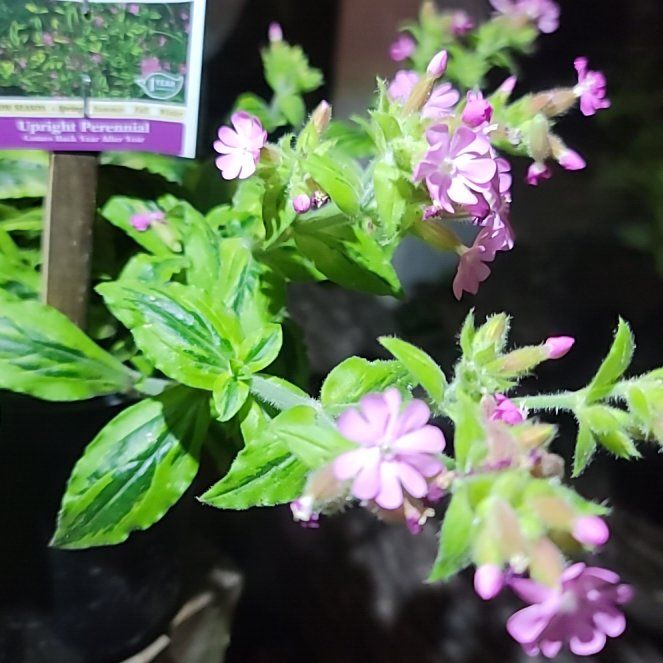 Photo of the plant species Red Campion 'Clifford Moor' by @lsdknox named Beckham on Greg, the plant care app