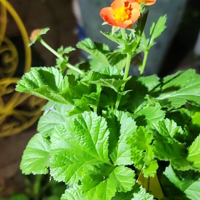 Photo of the plant species Geum 'Koi' by @lsdknox named Denali on Greg, the plant care app