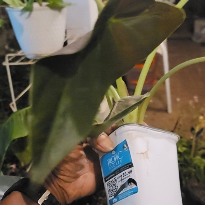 Photo of the plant species Alocasia by @lsdknox named Prince on Greg, the plant care app