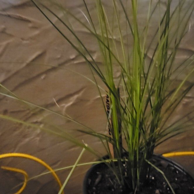 Photo of the plant species Maiden Grass by @lsdknox named Walt on Greg, the plant care app