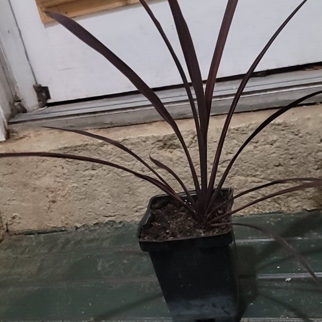 Photo of the plant species Dracaena by @lsdknox named Treeyoncé on Greg, the plant care app