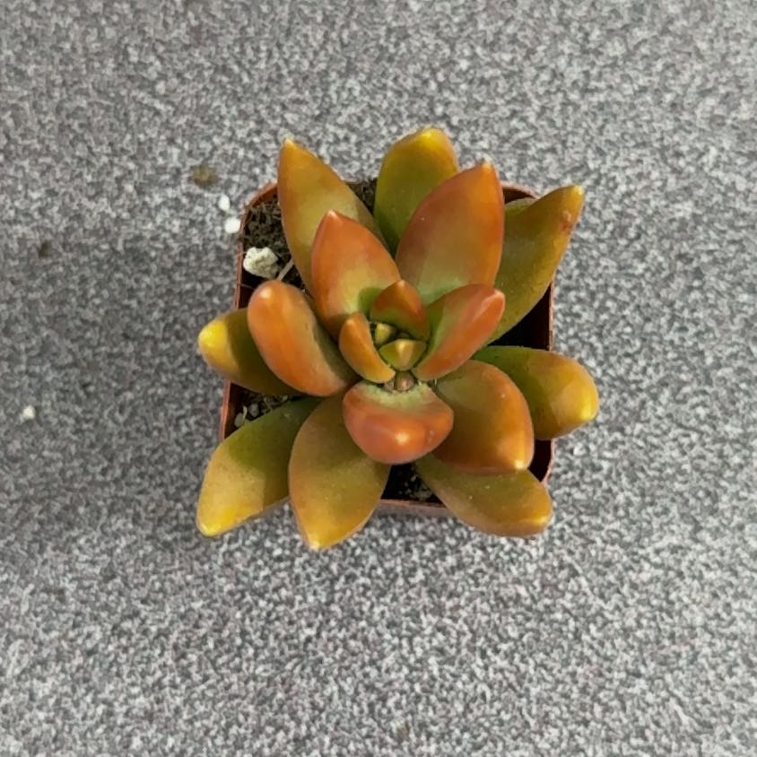 Photo of the plant species Coppertone Stonecrop by @SpotonGollum77 named Harry on Greg, the plant care app