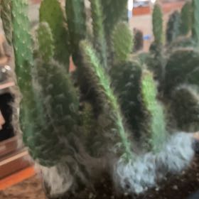 Photo of the plant species Cane Cactus by @ZestfulLippia73 named Sahara on Greg, the plant care app
